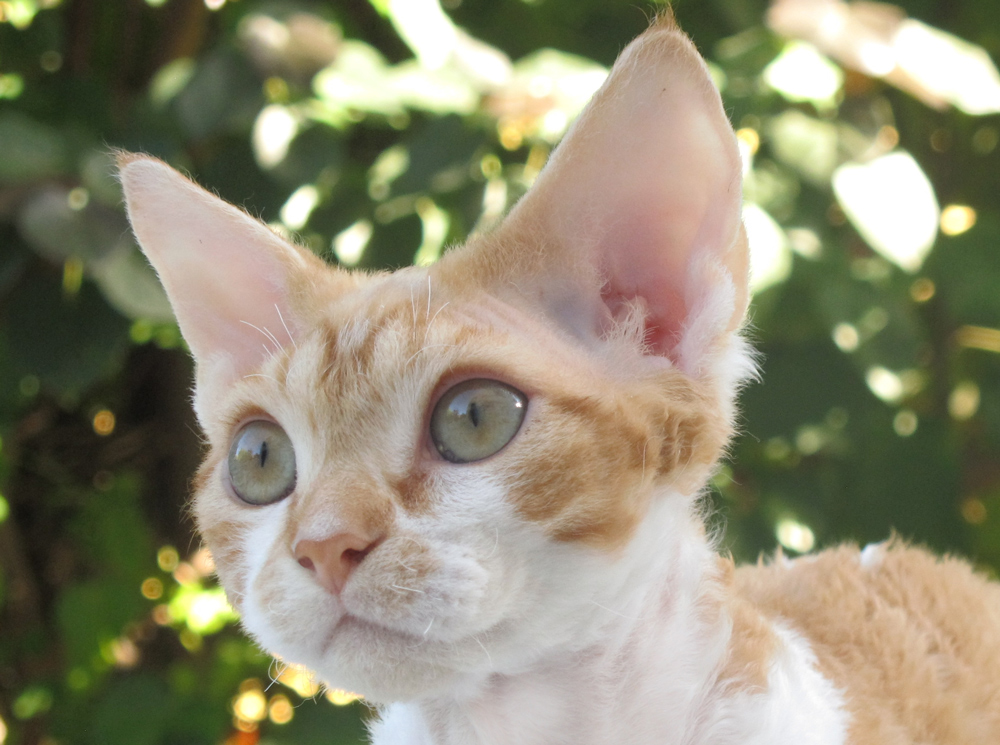 Danny Curly Clown ,Devon Rex male cat.Red with white classic tabby